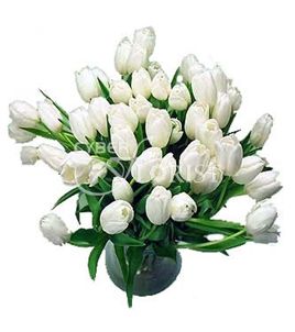 white tulips. Auckland